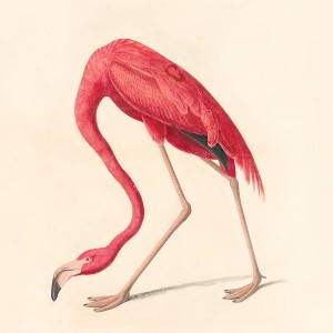 Tapeta na wymiar - Różowy flaming  retro