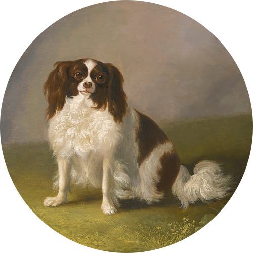 Samoprzylepna tapeta w kształcie koła z dworskim pieskiem