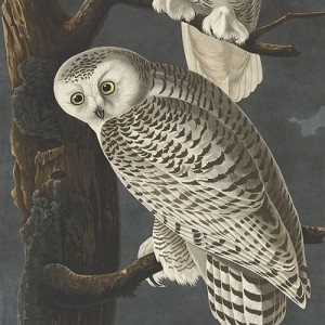 Tapeta na wymiar - Sowa śnieżna, ilustracja retro