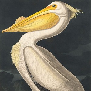 Tapeta na wymiar - Pelikan, ilustracja retro