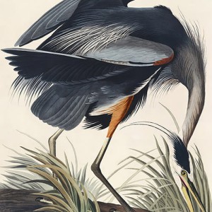 Tapeta na wymiar - Ptak na mokradłach, ilustracja retro