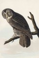 tapeta-na-wymiar-z-ilustracja-sowy-artemania.jpg