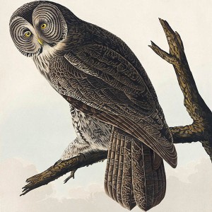 Tapeta na wymiar - Retro sowa